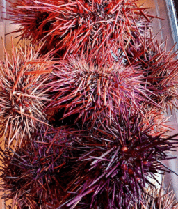 No Michelin Stars in Seattle, But These 20 Restaurants Have Potential