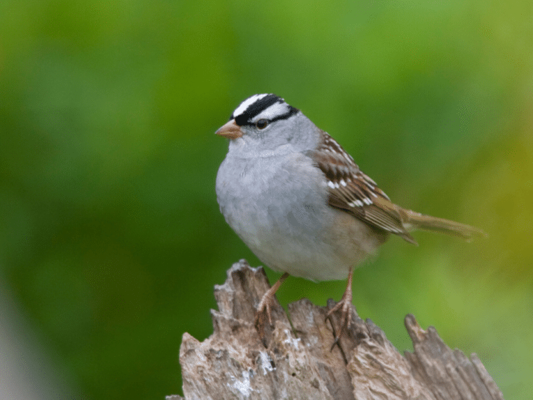 Let's Go Birding! 32 Common Seattle Birds to Look For Emerald City Dream